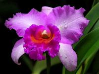 Violet Orchid�